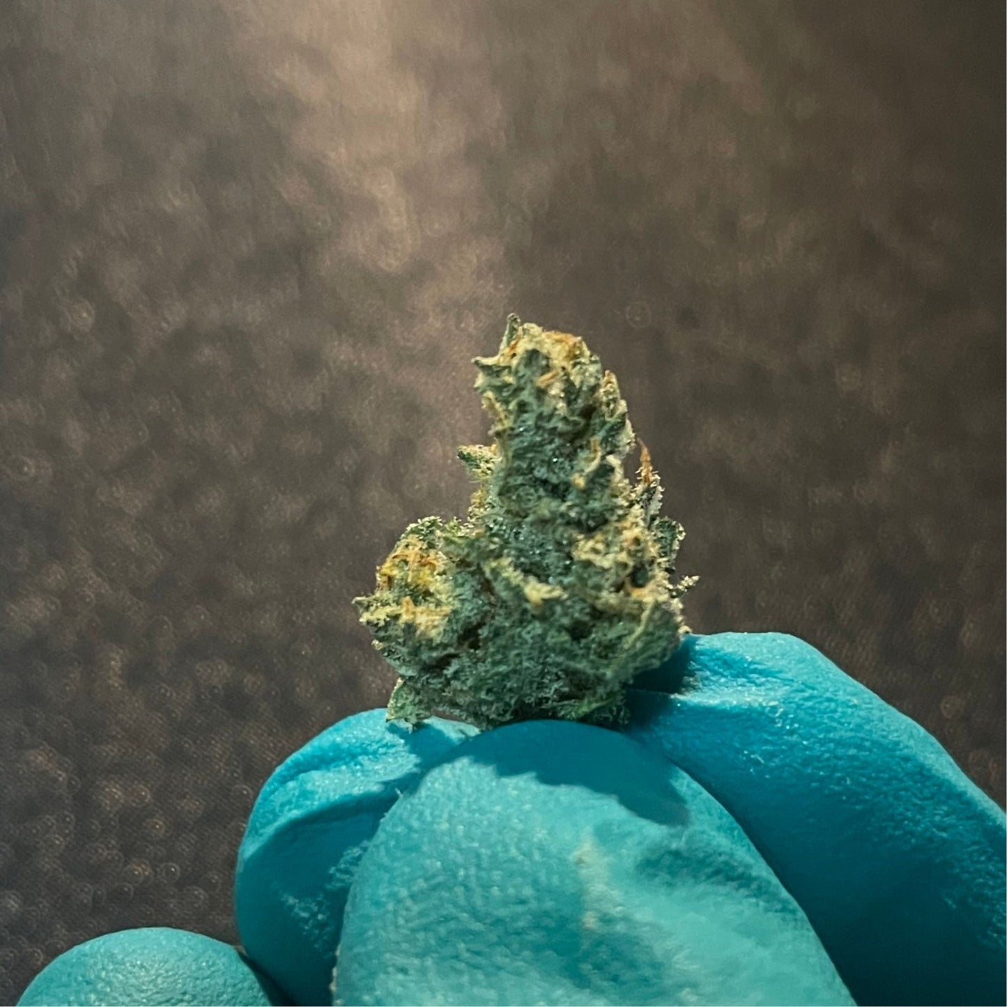 Cannabis Mimosa x Orange Punch