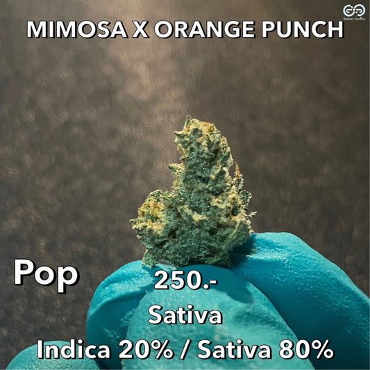 Cannabis Mimosa x Orange Punch